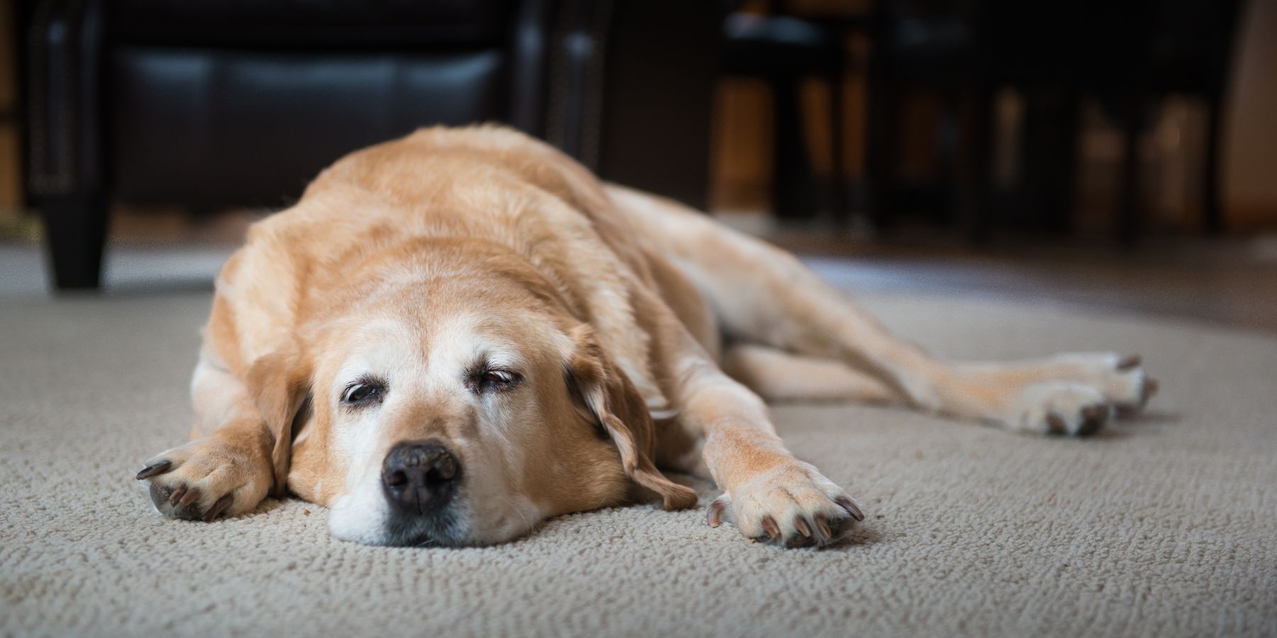 Ensuring the Well-Being of Your Aging Canine Companion